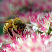 Пчела в розовом цветке
