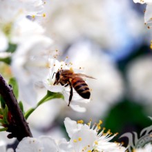 Descargar abeja bebiendo néctar