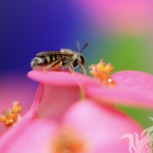 Biene auf einer rosa Blume