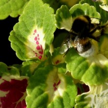 Bienenfoto herunterladen