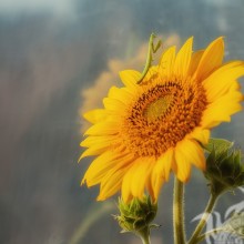Gottesanbeterin auf einer Sonnenblume