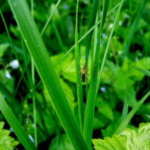 Insecto en la hierba