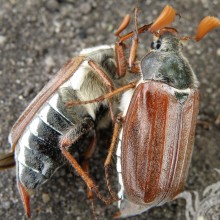 Dos escarabajos