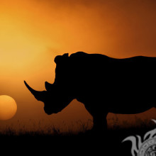 Силуэт носорога картинка 