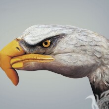 Foto de cabeza de águila para foto de perfil