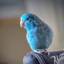 Голубой попугай на аватар