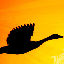 Black silhouette of a bird on a yellow sky picture
