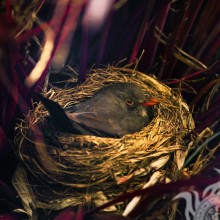 Picture bird in the nest