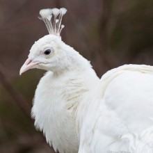 White peacock avatar photo