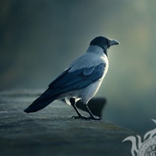 Photo of a raven for icon