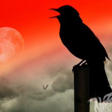 Небо луна зарево чёрная птица фотка