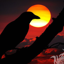 Чёрный ворон тучи разноцветное солнце фото