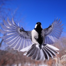 Полет птицы красивое фото на аватар