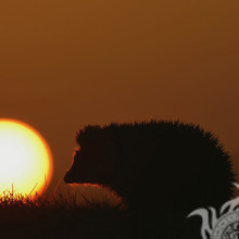 Silhouette of a hedgehog at sunset