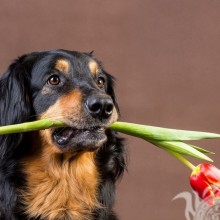 Laden Sie Hundedecke mit Blume herunter