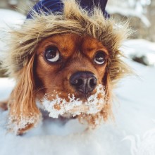 Прикольная ава собаки в снегу