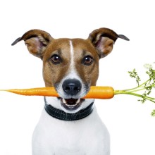 Прикольная фотка собака с морковкой