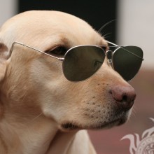 Télécharger la photo chien avec des lunettes sur avatar