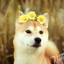 Foto de perro y flores para avatar