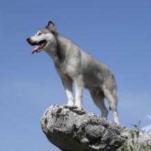 Wolf-like dog avatar
