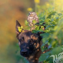 Dog and owl photo for icon