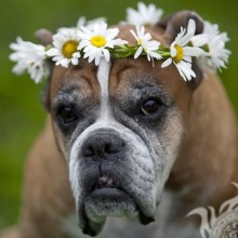 Perro gracioso con flores