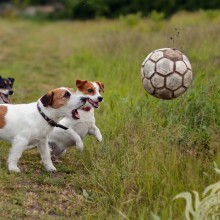Фото на аву собаки играют в футбол