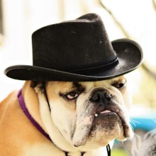 Foto de Bulldog com chapéu no avatar