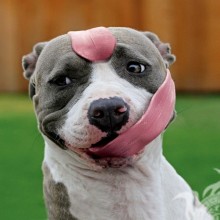 Смешное фото собаки на аву
