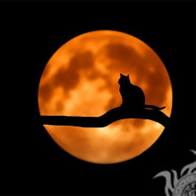 Lune et chat sur l'arbre sur le profil