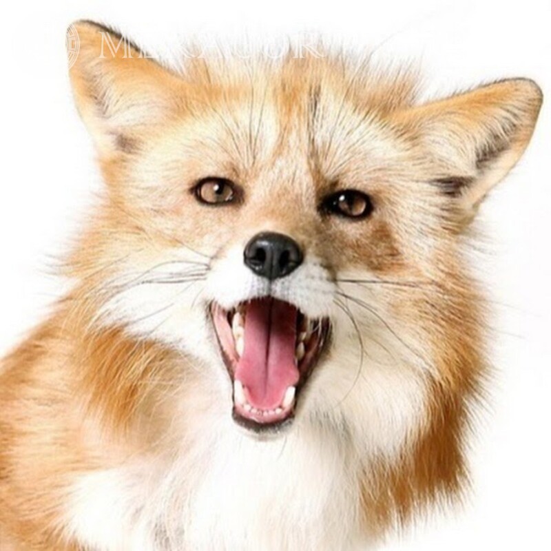 Descarga de fotos de avatar de Fox Zorros