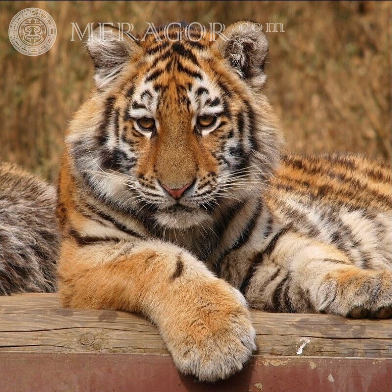 Тигренок фото на аватар скачать Тигры