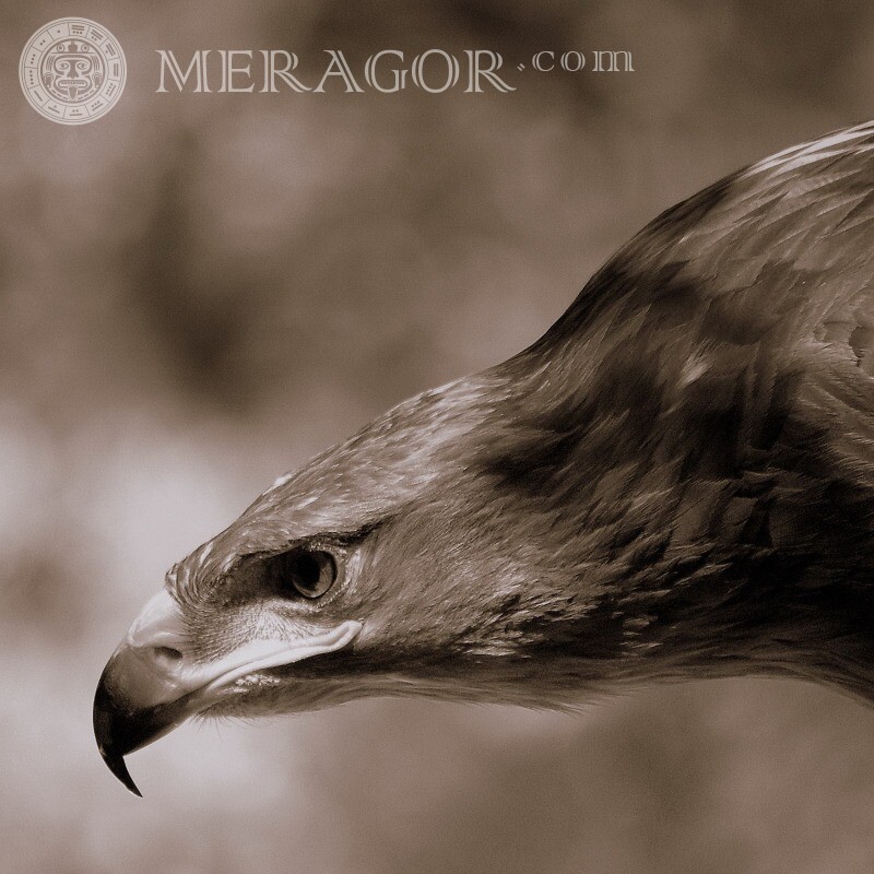 Eagle auf Avatar Foto herunterladen Vogel
