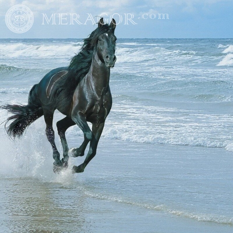 Photo of a black horse by the sea download Horses