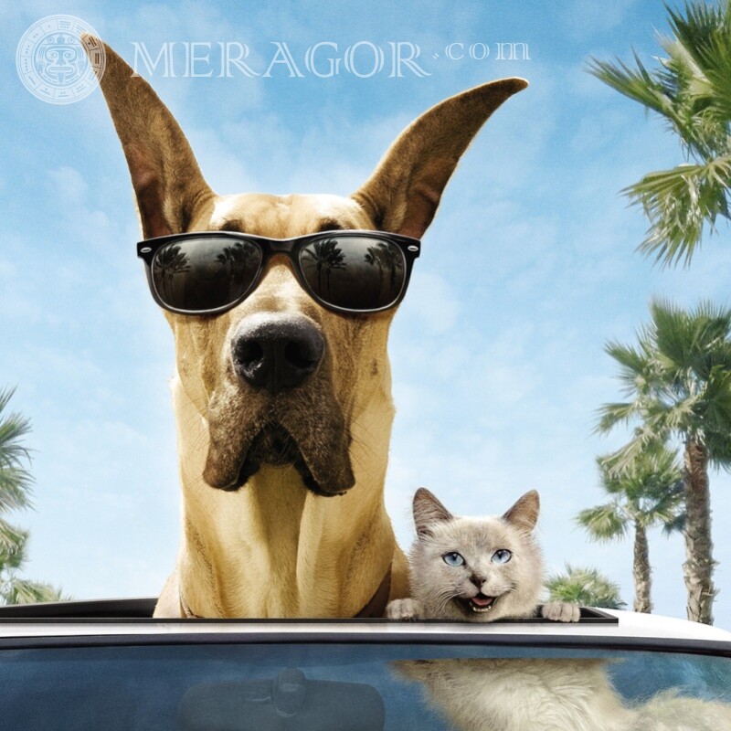 Собака в машине на аву Собаки Мультфильмы