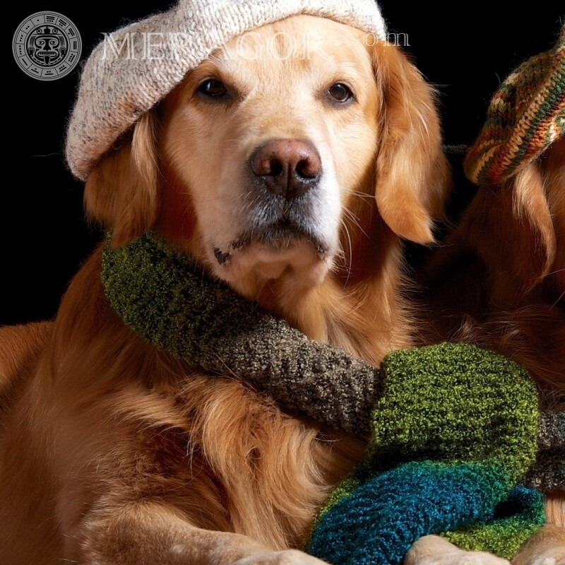 Cool dog in a cap photo download for icon Dogs Funny animals