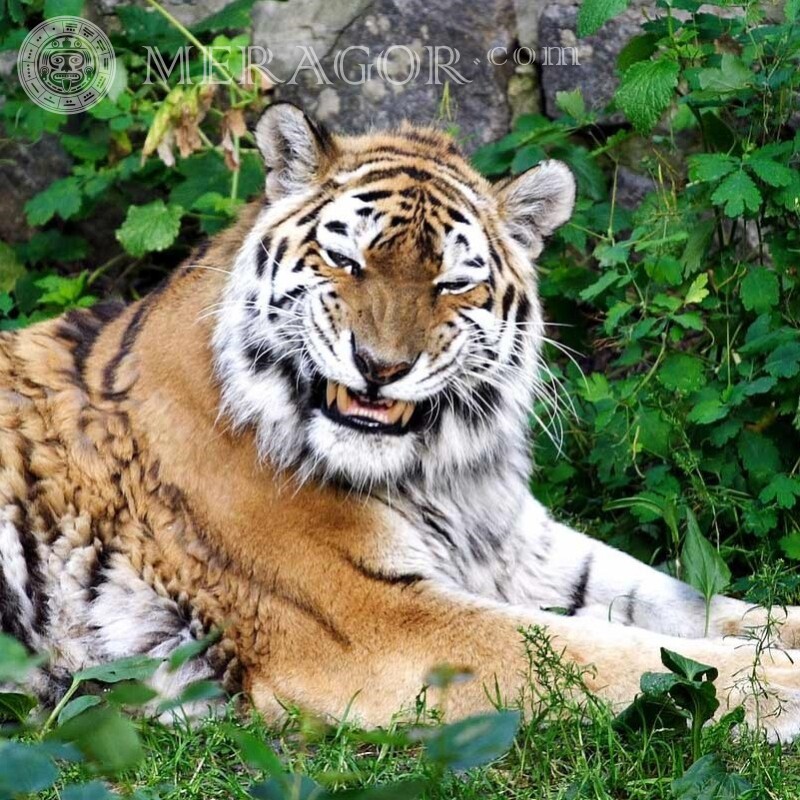 Злой тигр фото на аву скачать Тигры