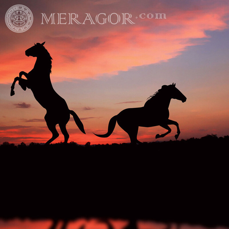 Couple de chevaux au coucher du soleil sur le profil Chevaux