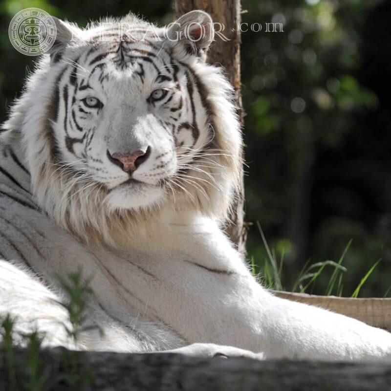 Белый тигр на аву фото скачать Тигры