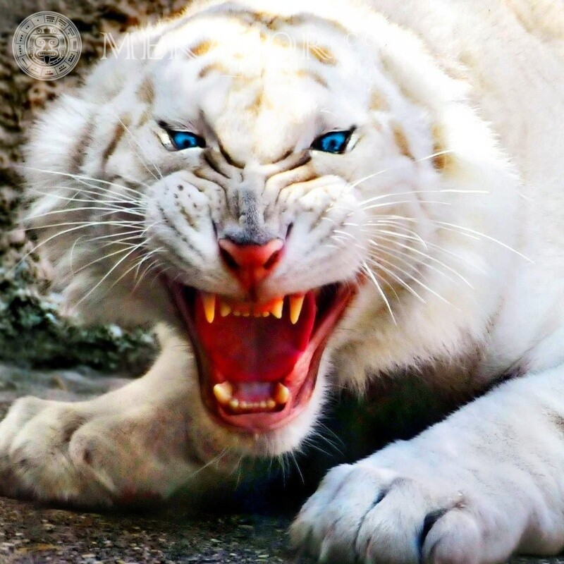 Angry white tiger for icon download Tigers