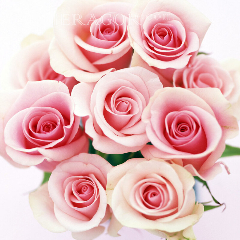 Rosen auf Avatar Foto herunterladen Feierzeit Blumen