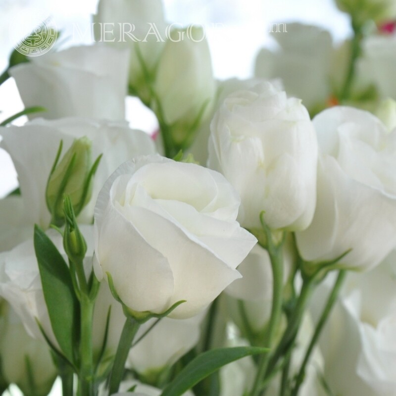 Rosen auf Avatar herunterladen Feierzeit Blumen