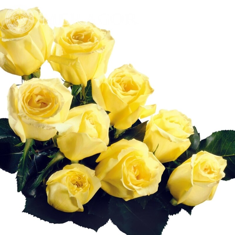 Картинка на аву розы Праздники Цветы