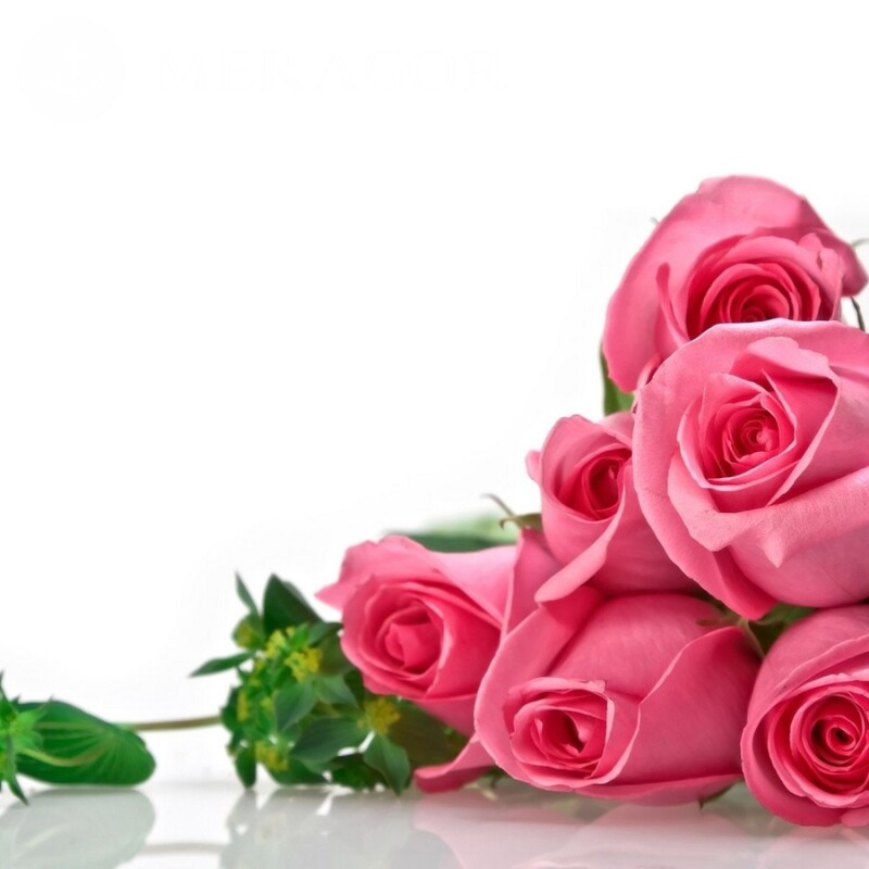 Rosen für Profilbild Feierzeit Blumen