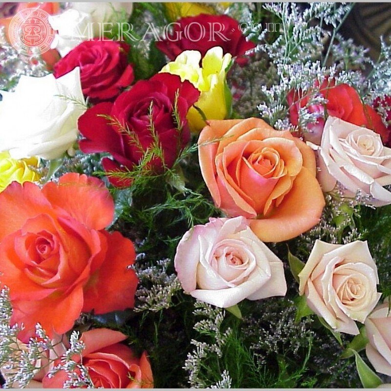 Rosas para descargar avatar Fiesta Flores