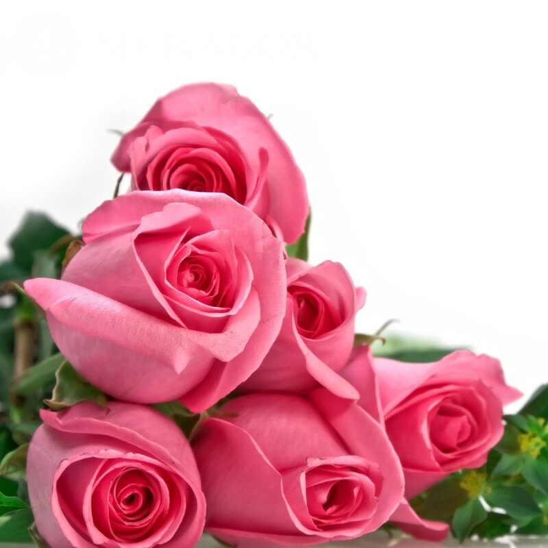 Фото роз на аву Праздники Цветы