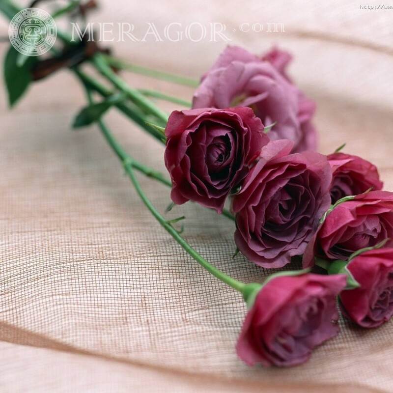 Un bouquet de roses sur un avatar Fêtes Fleur