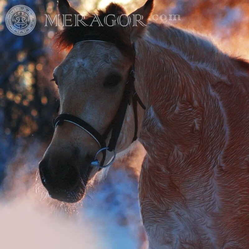 Фото лошади на аватар скачать Лошади