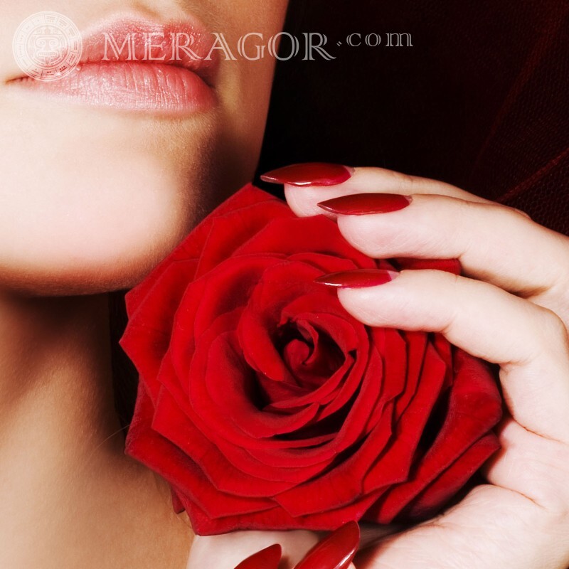 Hermosa rosa en descarga de avatar Flores