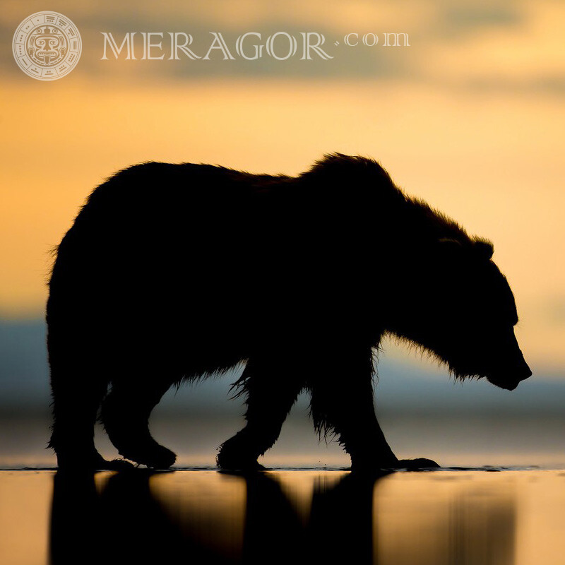 Silhouette d'un ours sur la rive sur compte Ours